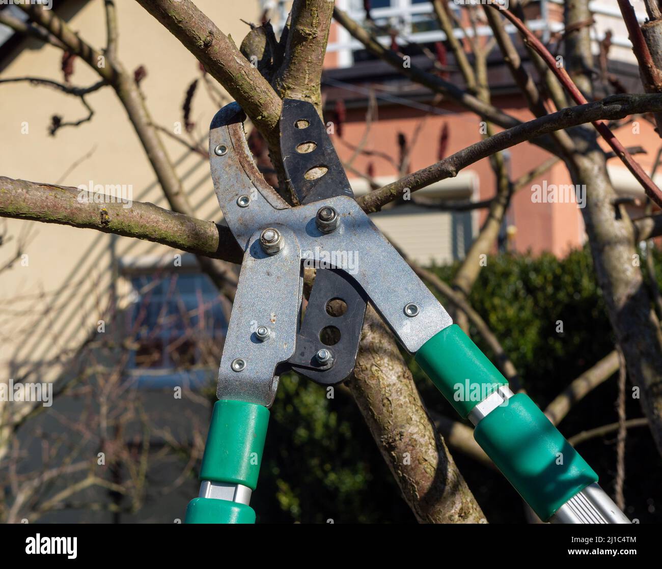 Cut tree with pruning shears Stock Photo