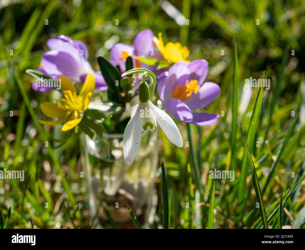 Beautiful background of flowers in spring Stock Photo