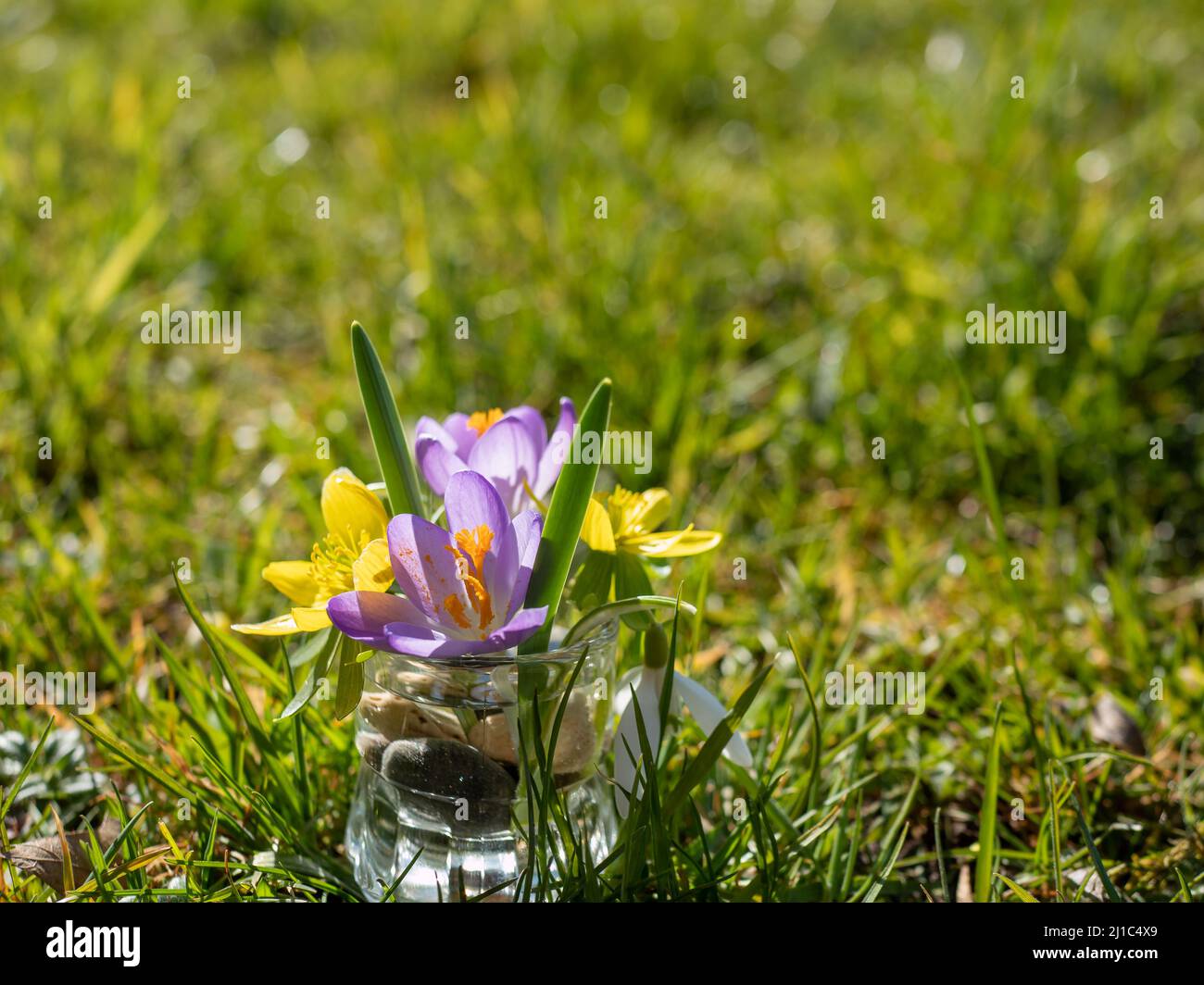 Colorful flowers in spring in a meadow Stock Photo