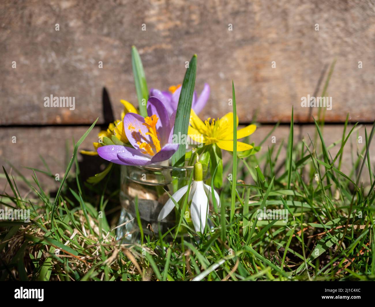 Background Colorful flowers in spring Stock Photo