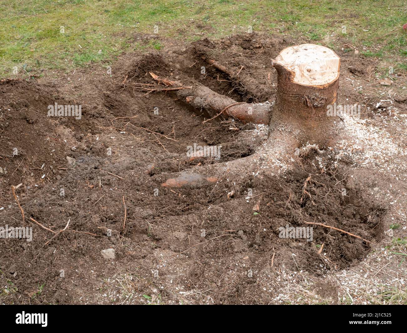 Tree stump is removed in the garden Stock Photo