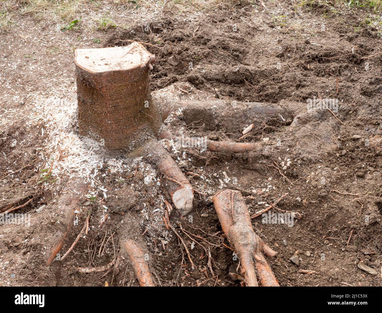 Tree stump is removed in the garden Stock Photo Alamy