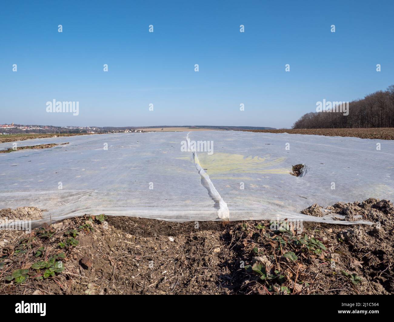Field is covered with a foil in the spring Stock Photo