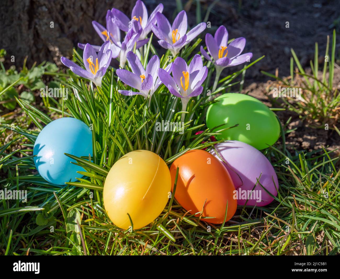 Crocuses with Easter eggs in the garden Stock Photo