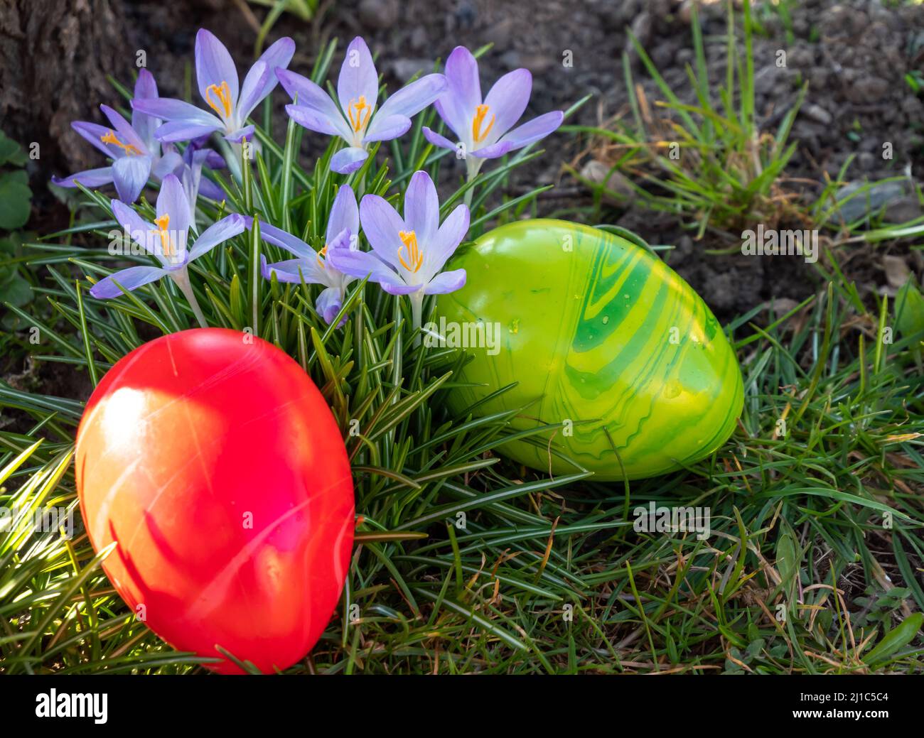 Crocuses with Easter eggs in spring Stock Photo