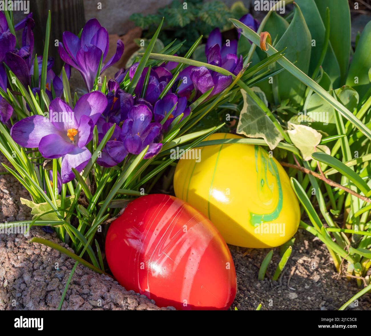 Crocuses with Easter eggs in the garden Stock Photo