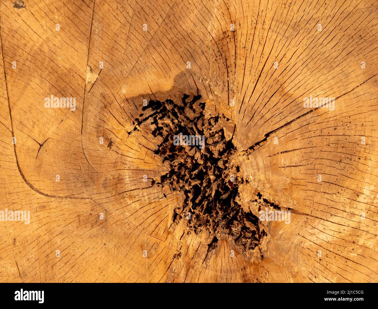 Cross section of a diseased tree Stock Photo