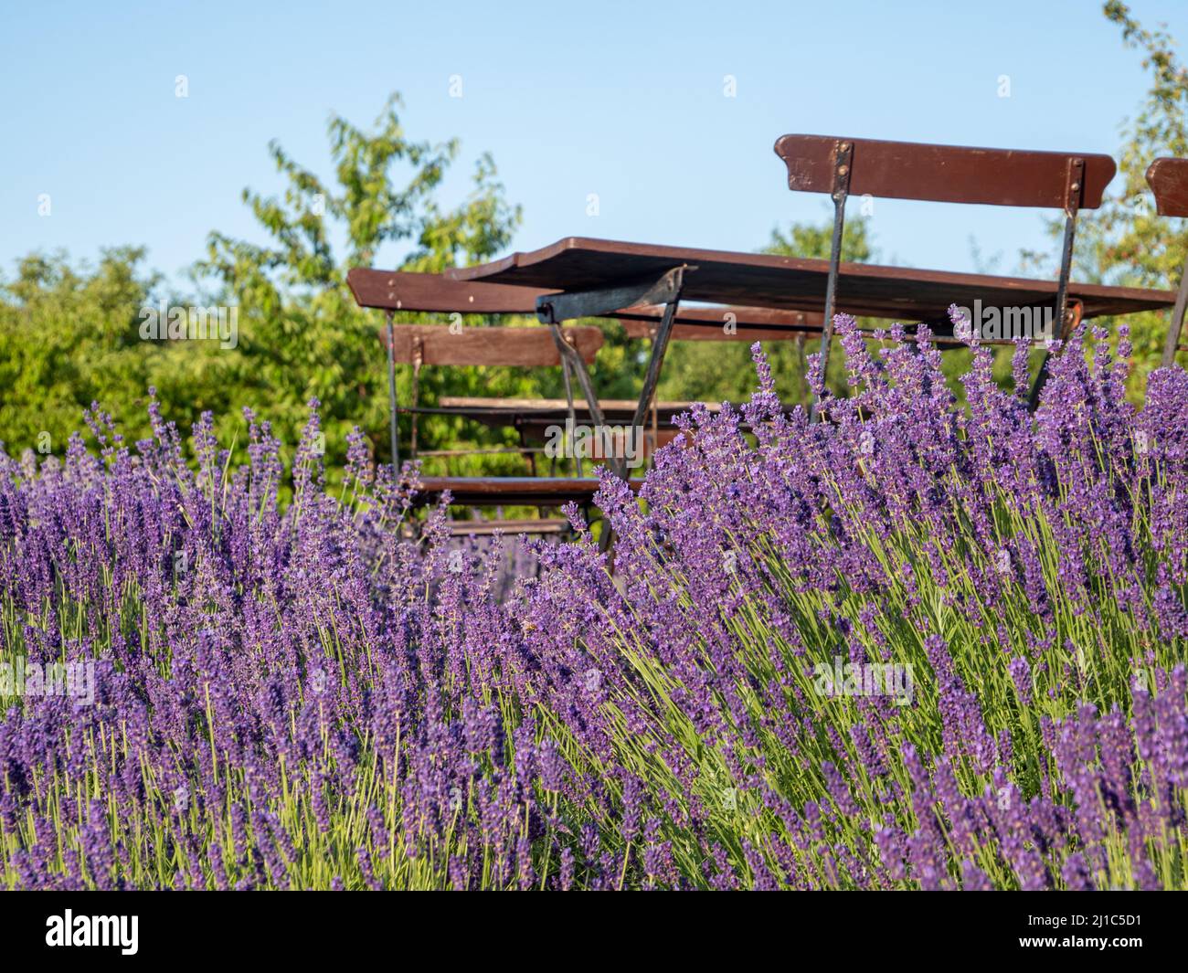 Lavender blooms in a park Stock Photo