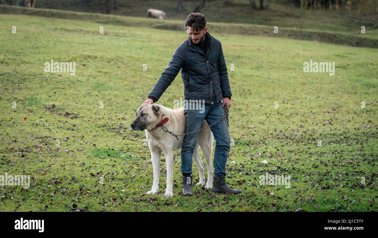 Savsat, Turkey - November 2021: Young man from Black Sea Karadeniz region walking his Sivas Coil Dogs out in meadow Stock Photo