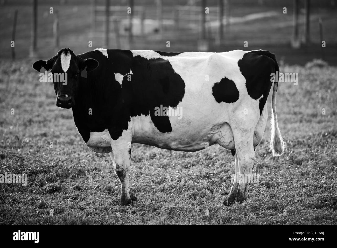 Dairy cow Black and White Stock Photos & Images - Alamy