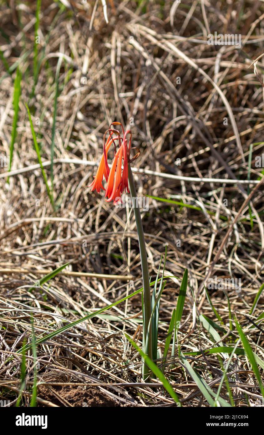 Fire Lily, South Africa Stock Photo