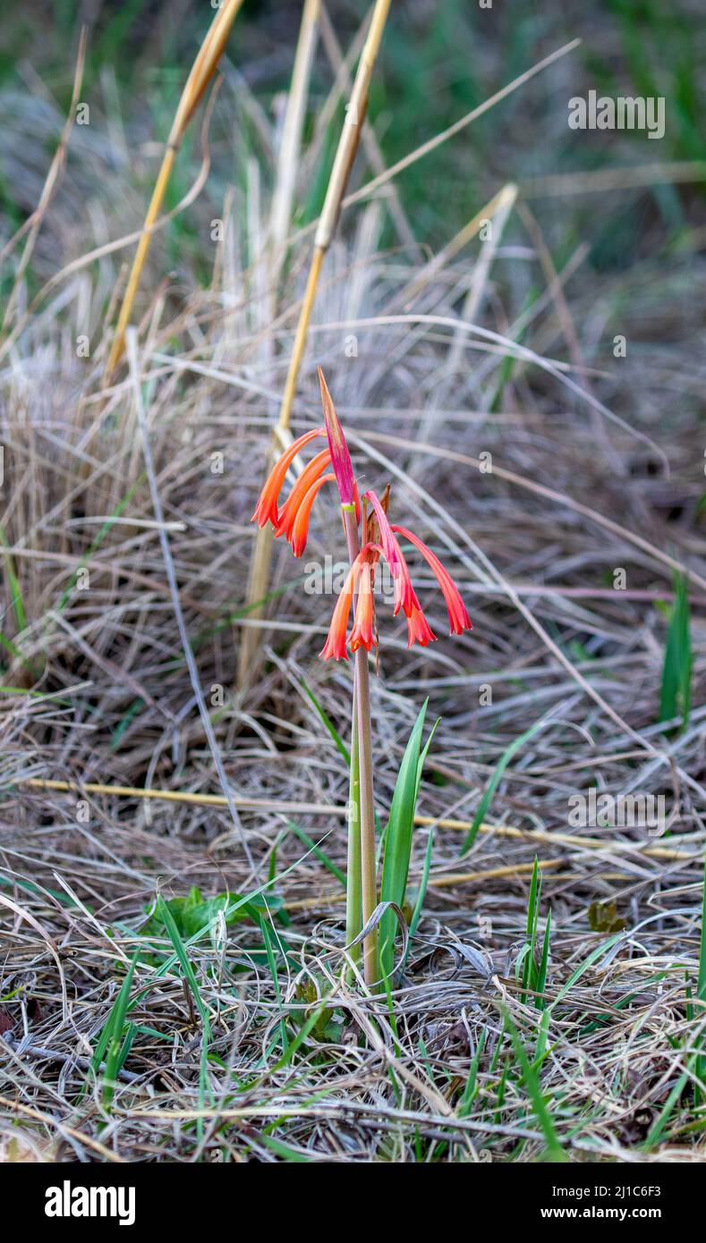 Fire Lily, South Africa Stock Photo
