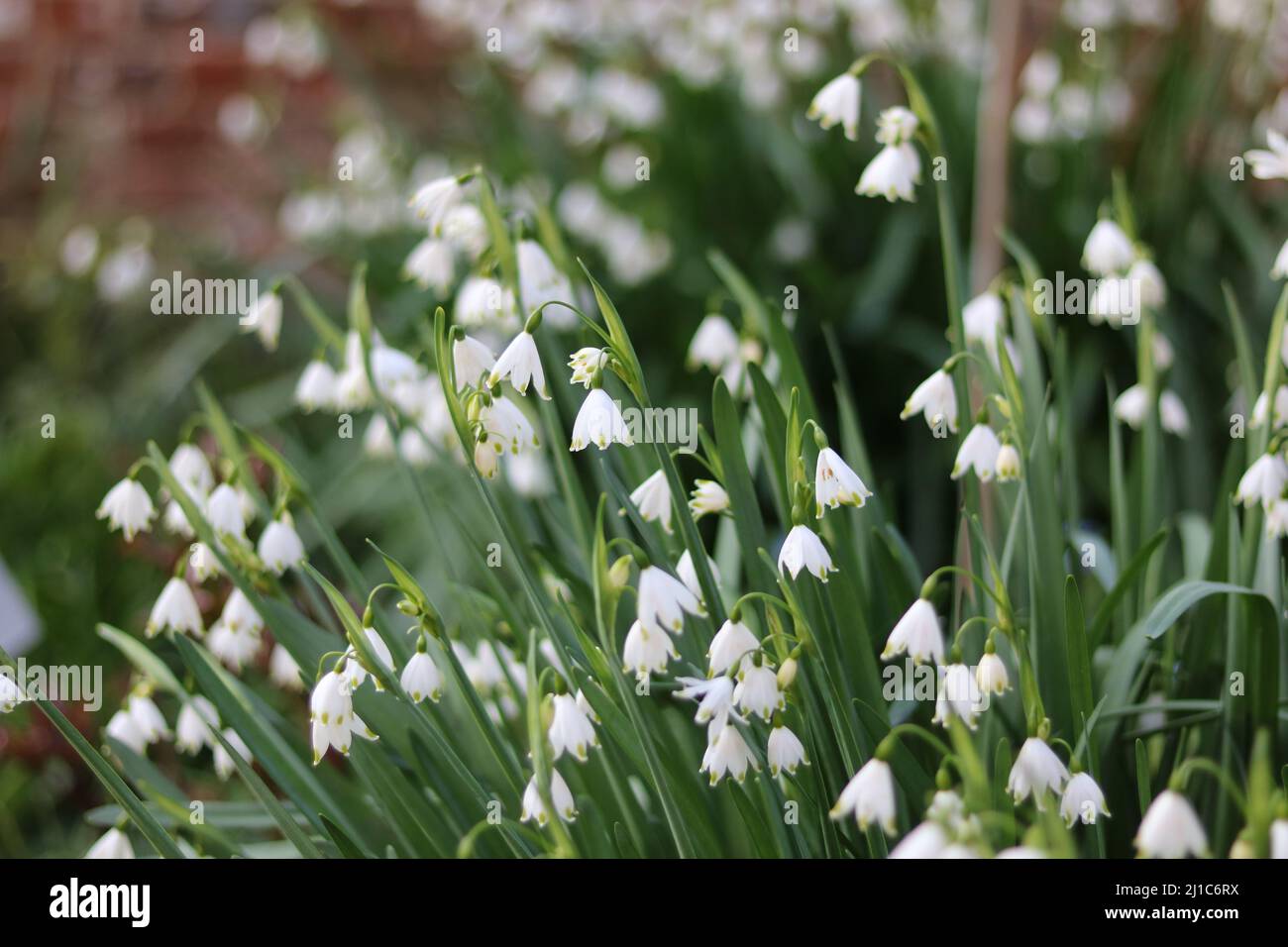 White galanthus or snowdrop against soft blurred brick wall background Stock Photo