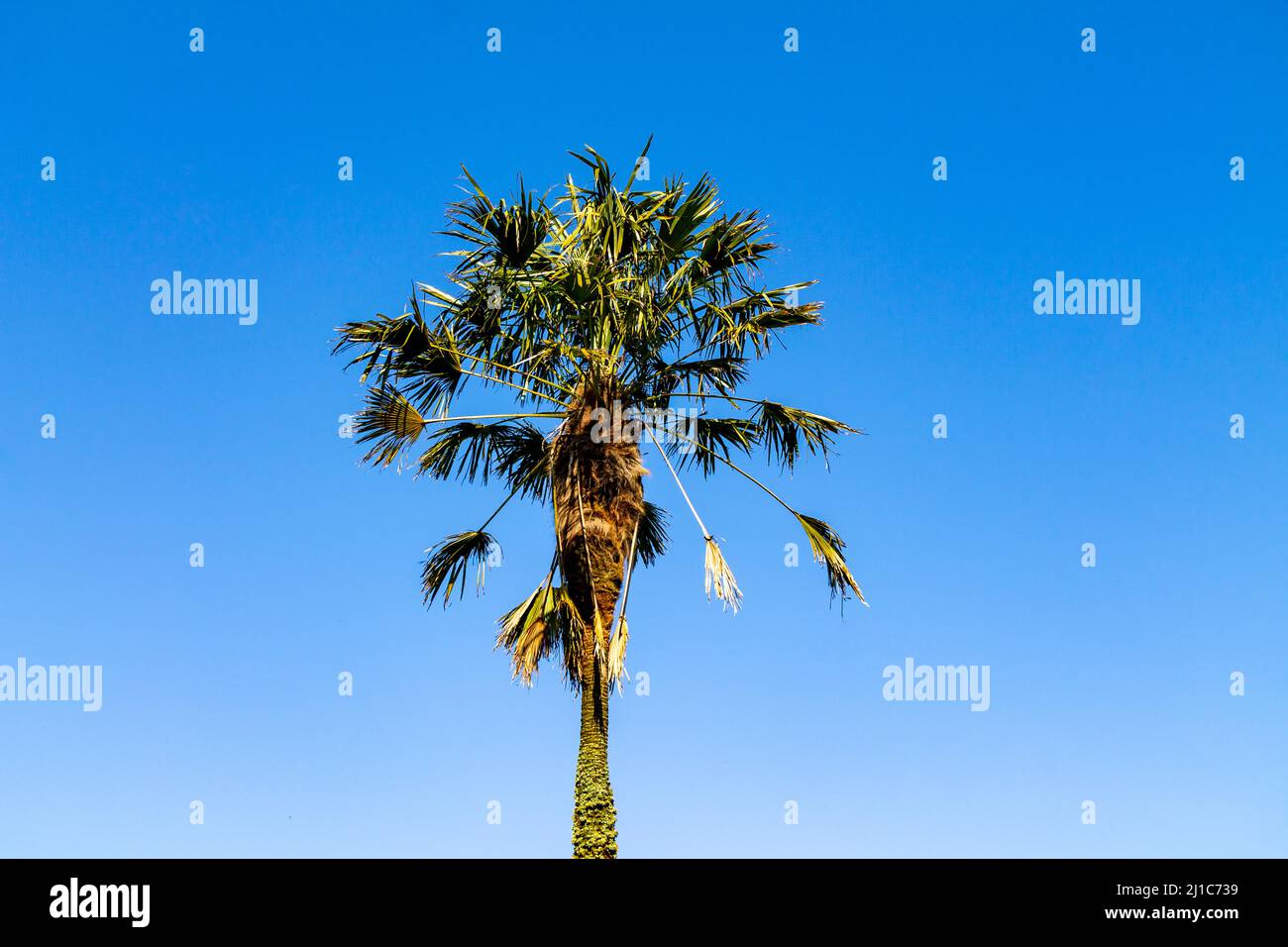 Cabbage Palm Sabal Palmetto against clear blue sky Stock Photo