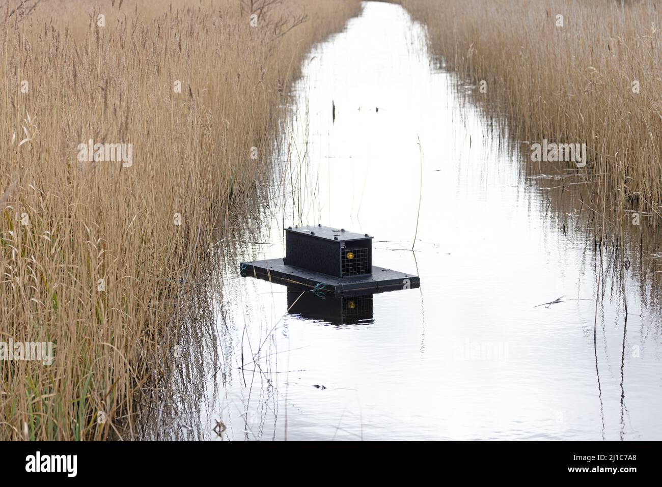 American Mink (Neovison vison) live trap Upton Fen Norfolk GB UK March 2022 Stock Photo