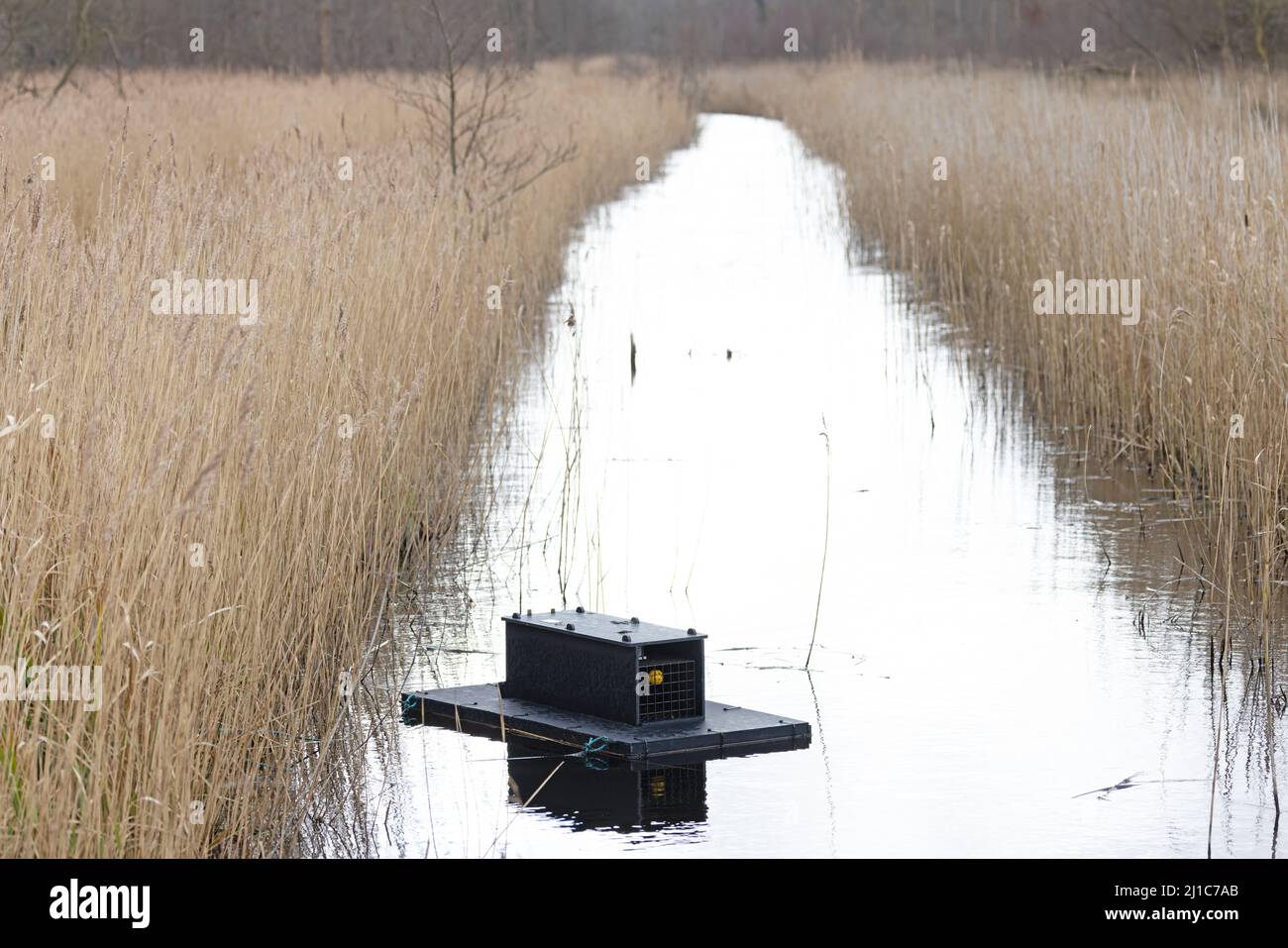 American Mink (Neovison vison) live trap Upton Fen Norfolk GB UK March 2022 Stock Photo