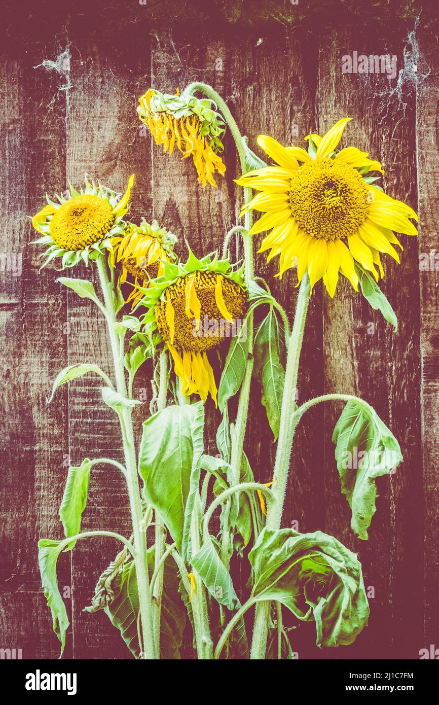 Sunflowers wooden fence hi-res stock photography and images - Alamy