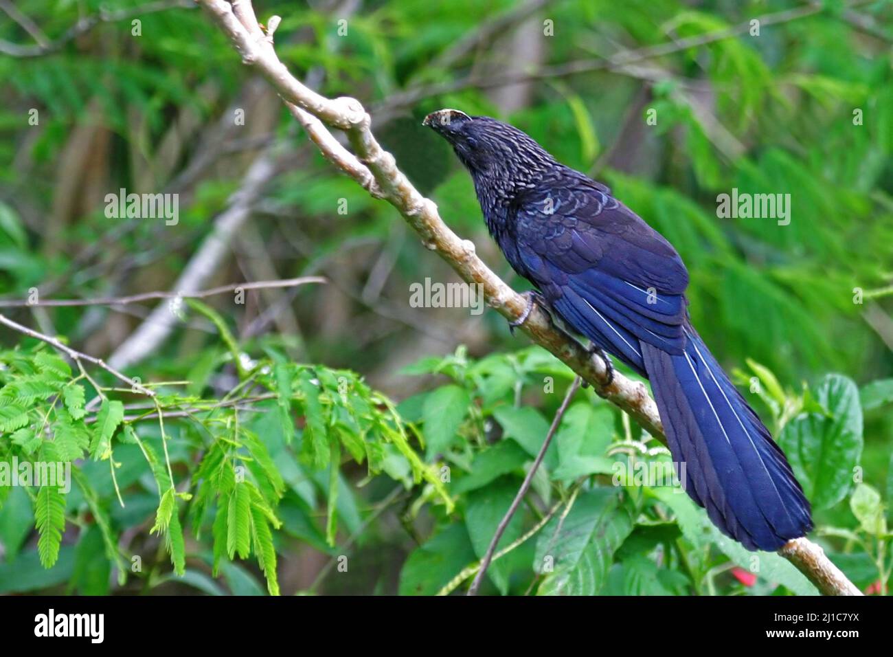 A Smooth-billed Ani, Crotophaga ani, perched on a small branch Stock Photo