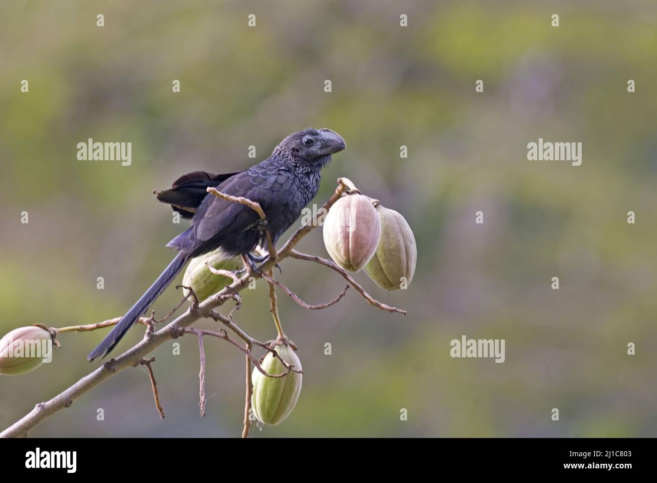 A Smooth-billed Ani, Crotophaga ani, on branch with fruit Stock Photo
