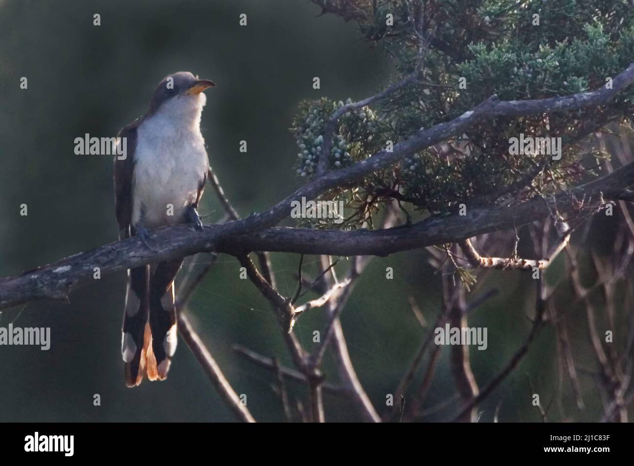 A Yellow-billed Cuckoo, Coccyzus americanus, relaxed on a perch Stock Photo