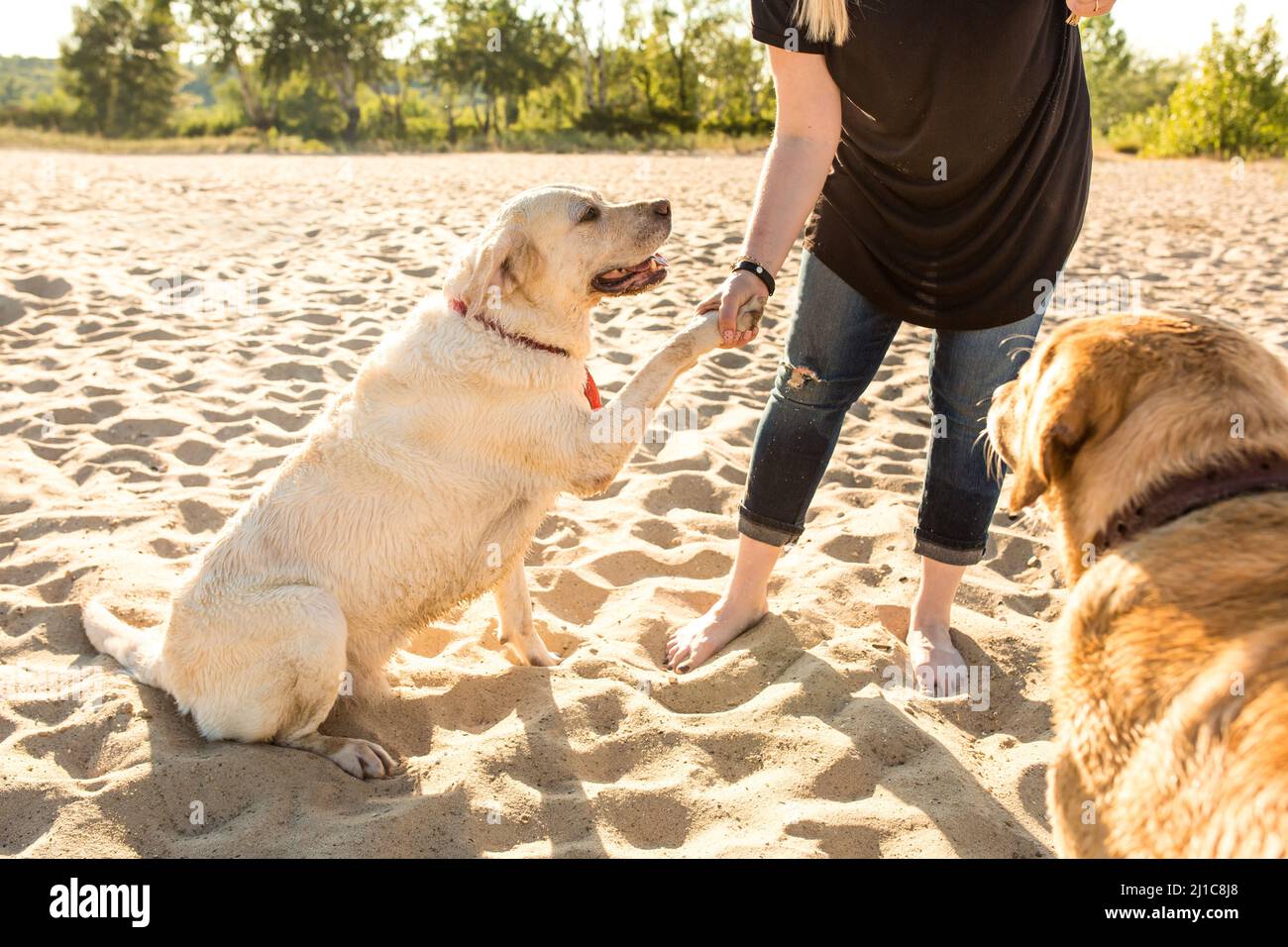 Two labrador friends playing on the beach Stock Photo Alamy
