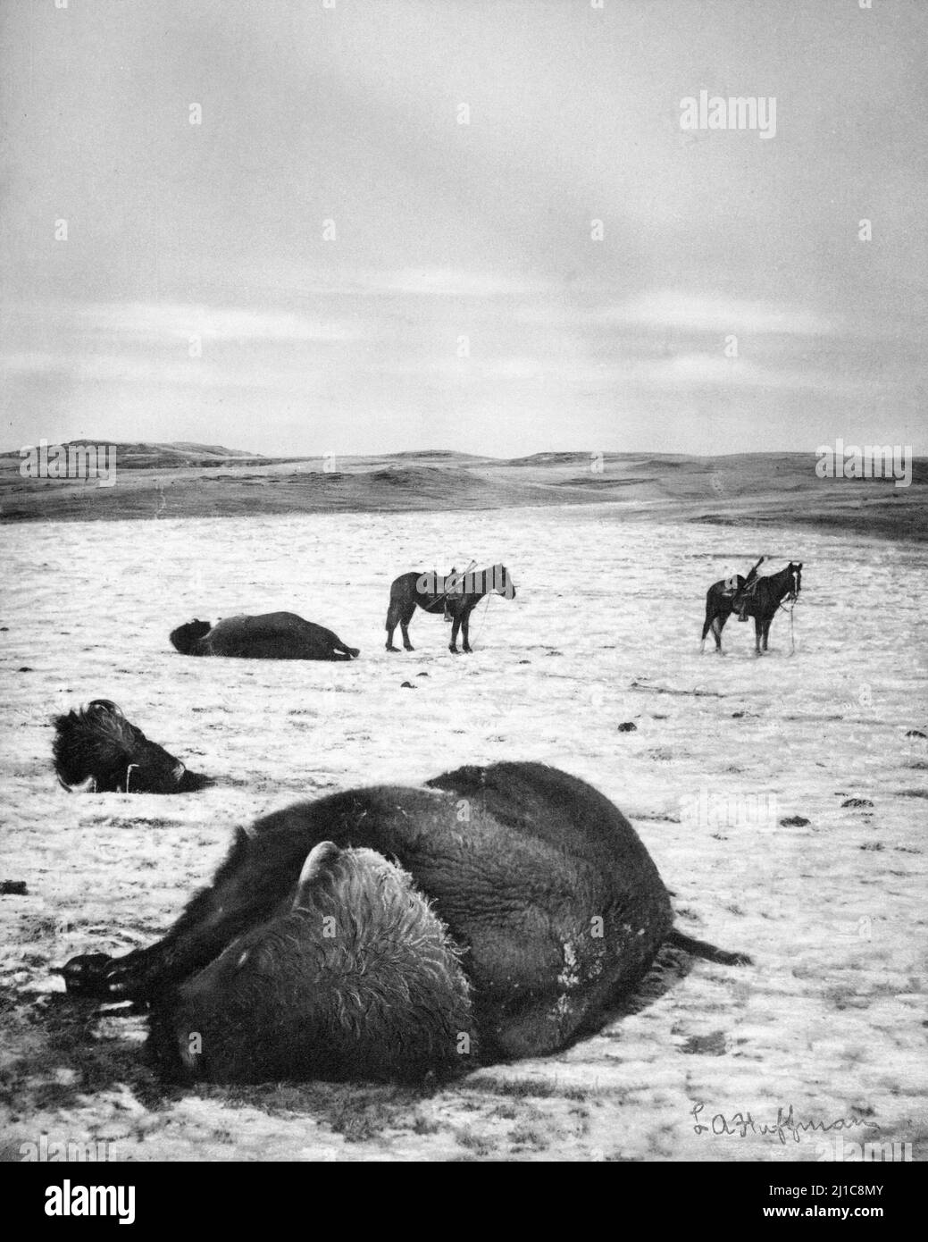 Dead Buffalo. After the Chase, North Montana Range, M.T. Jan 82 by Laton Alton Huffman (1854-1931), 1882 Stock Photo