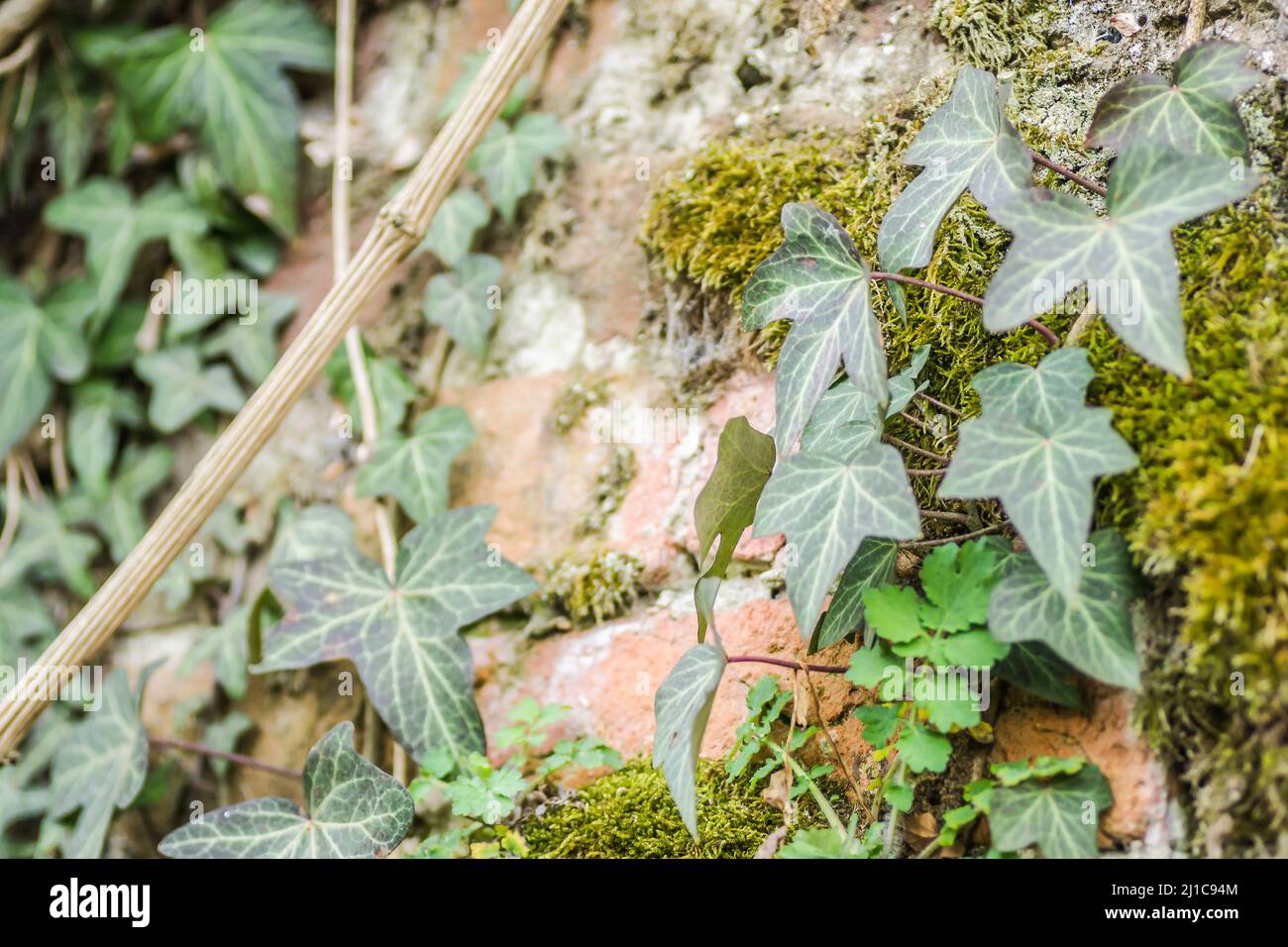Wild ivy and moss on the old walls of the Petrovaradin fortress. Stock Photo