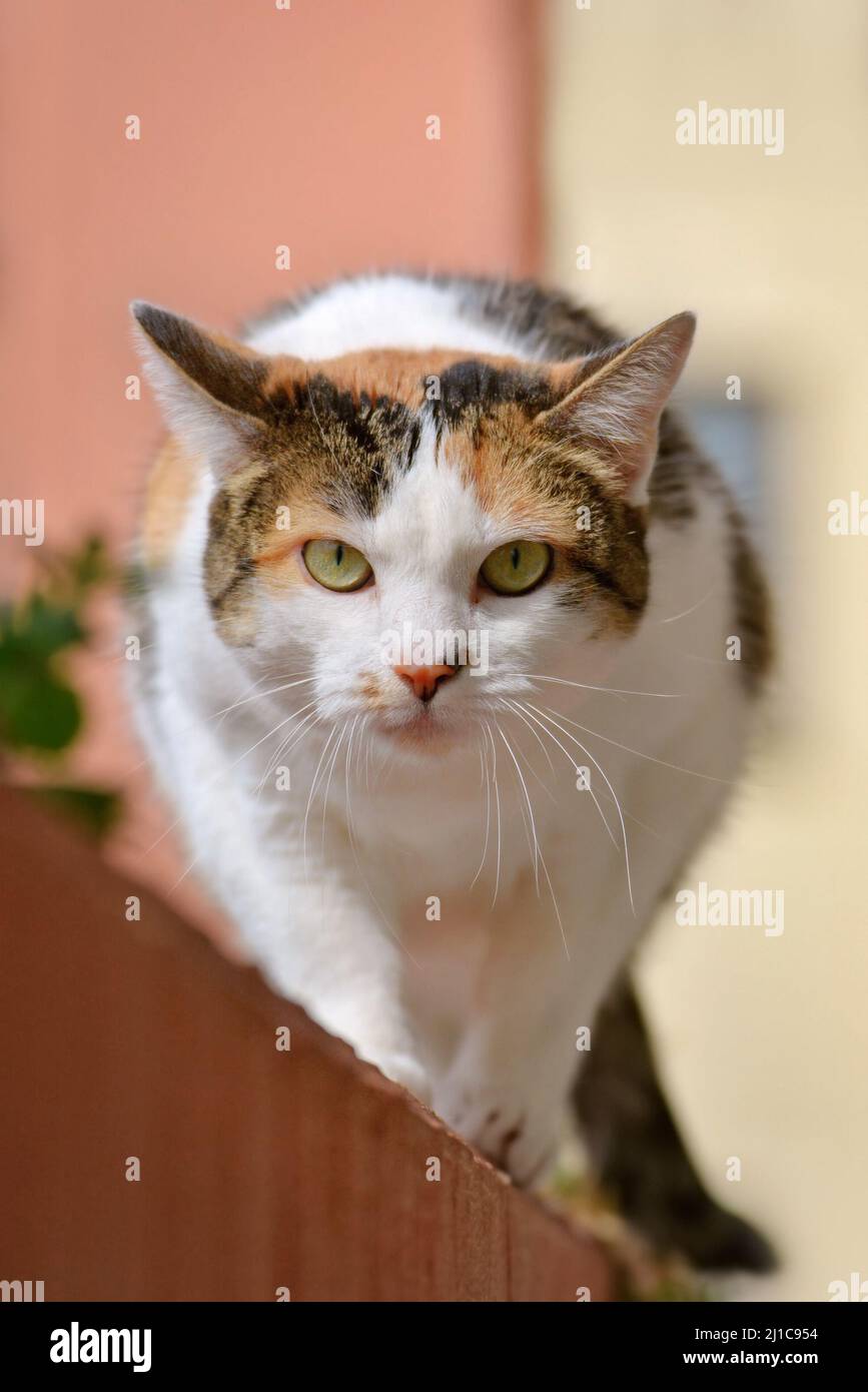 Eauropean shorthair Calico Cat with green eyes crawling towards camera Stock Photo