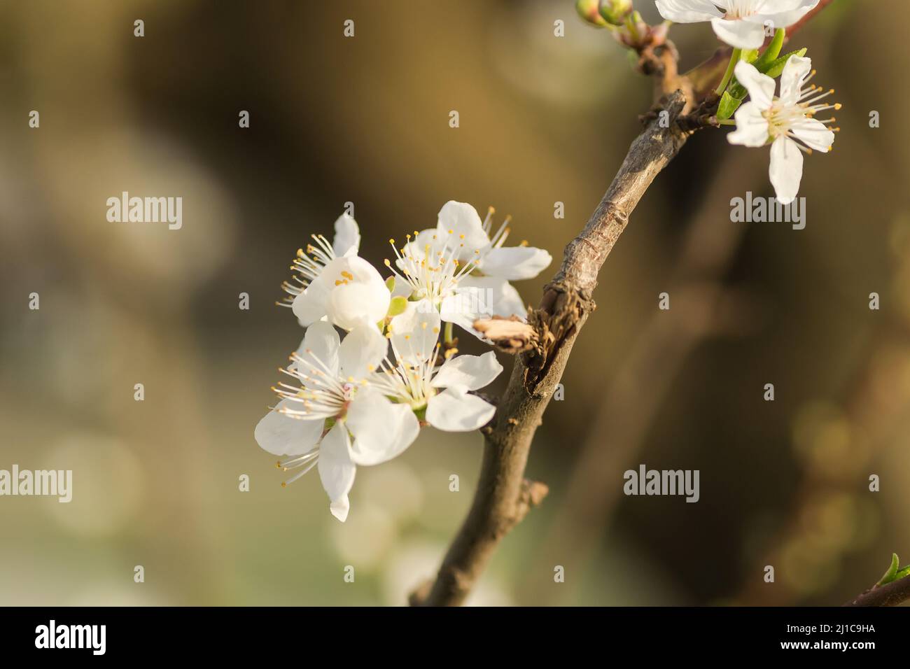 Young blooming flowers of yellow wild plum, close up. Stock Photo