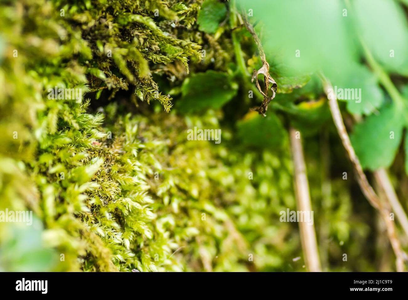 Moss on the old walls of the Petrovaradin fortress. Stock Photo