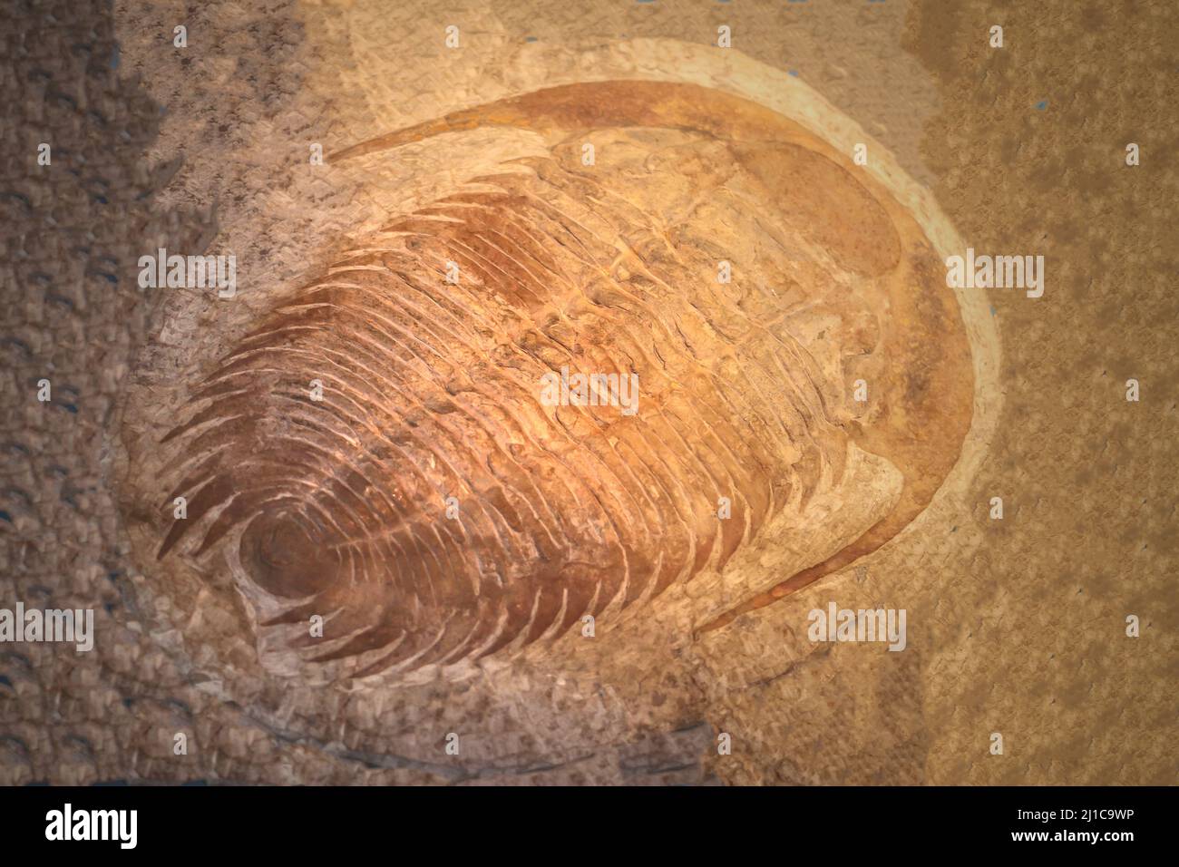 fossil trilobite imprint in the sediment. 3.6 Billion Year old Trilobite. Stock Photo