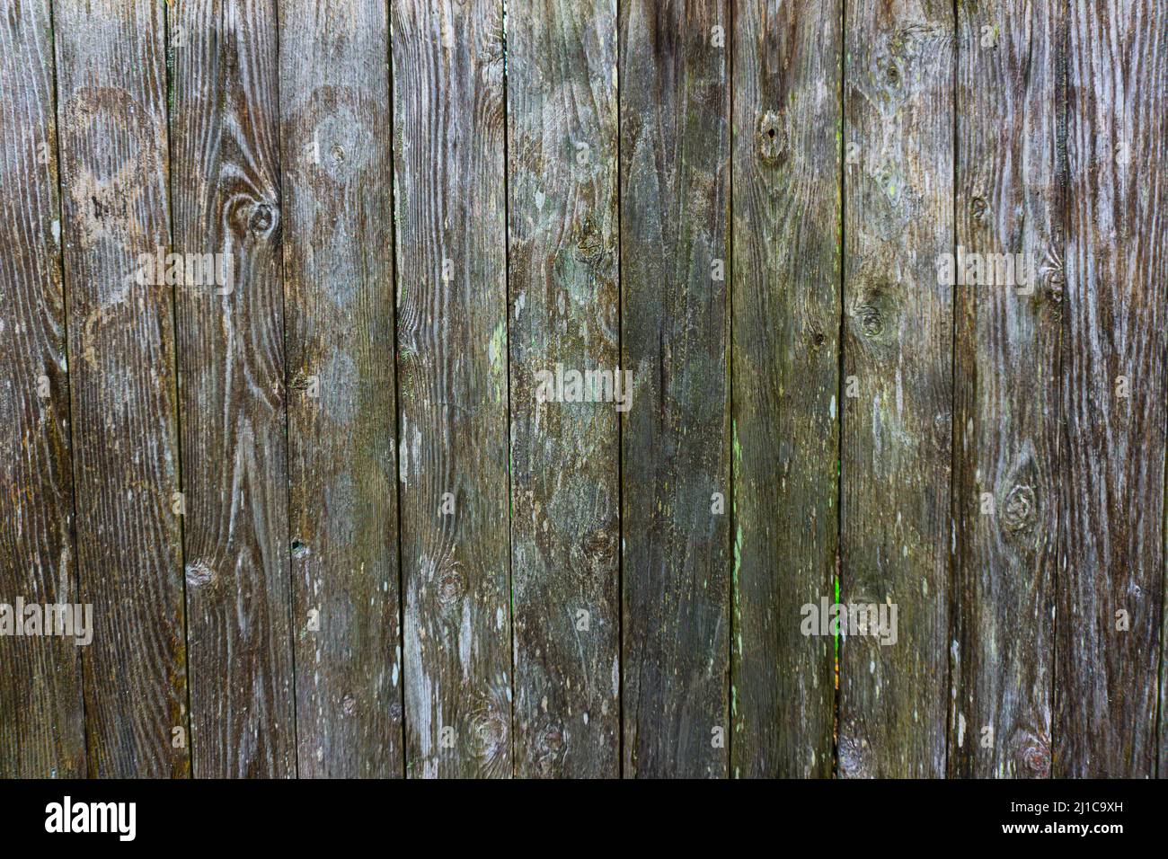 A wood texture of an old decaying fence with moss and water seeping into the wood surface. Stock Photo