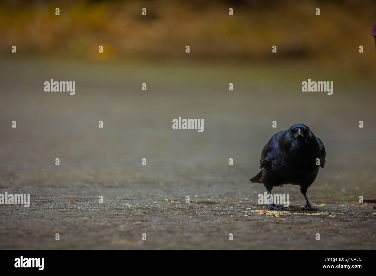 The crow stands on the cement with brown in the background, blurred to focus on just the crow. Stock Photo