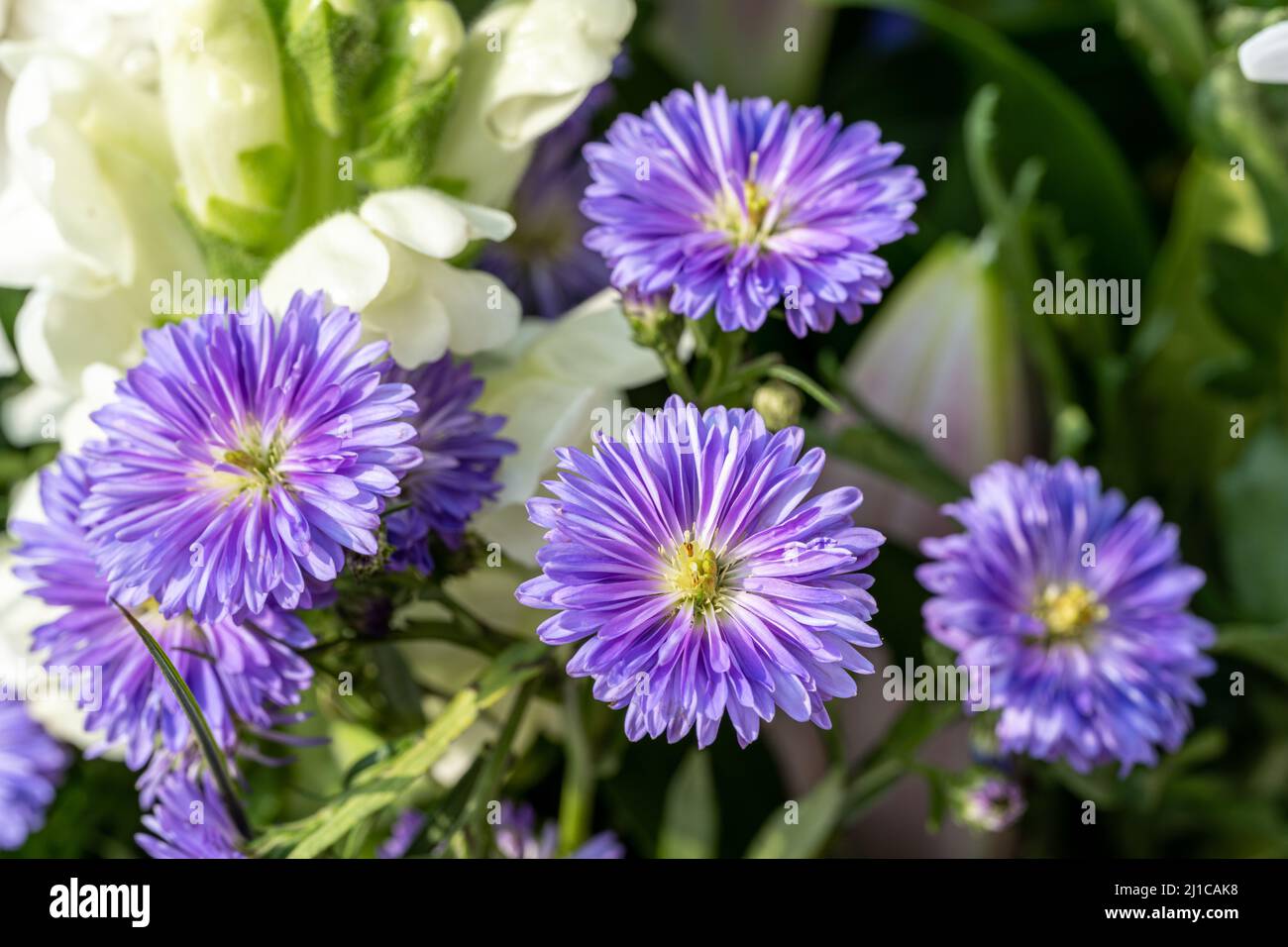 Violet, and purple Aster flowers starting to bloom with a shallow depth of field. Stock Photo