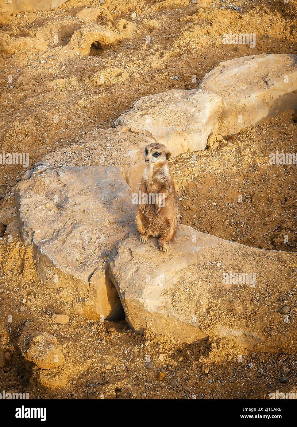 Portrait of a Meerkat Suricata suricatta, an African indigenous animal, a small carnivore belonging to the mongoose family Stock Photo