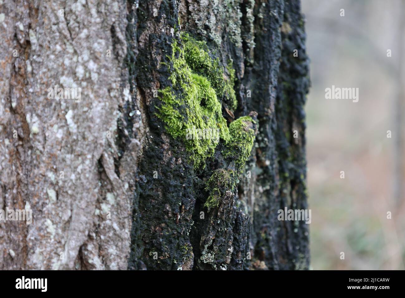 Moss on burn marked bark up close. Stock Photo