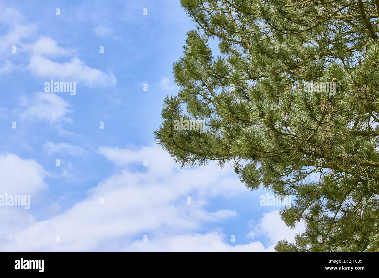 The branches of a pine tree against the sky Stock Photo - Alamy