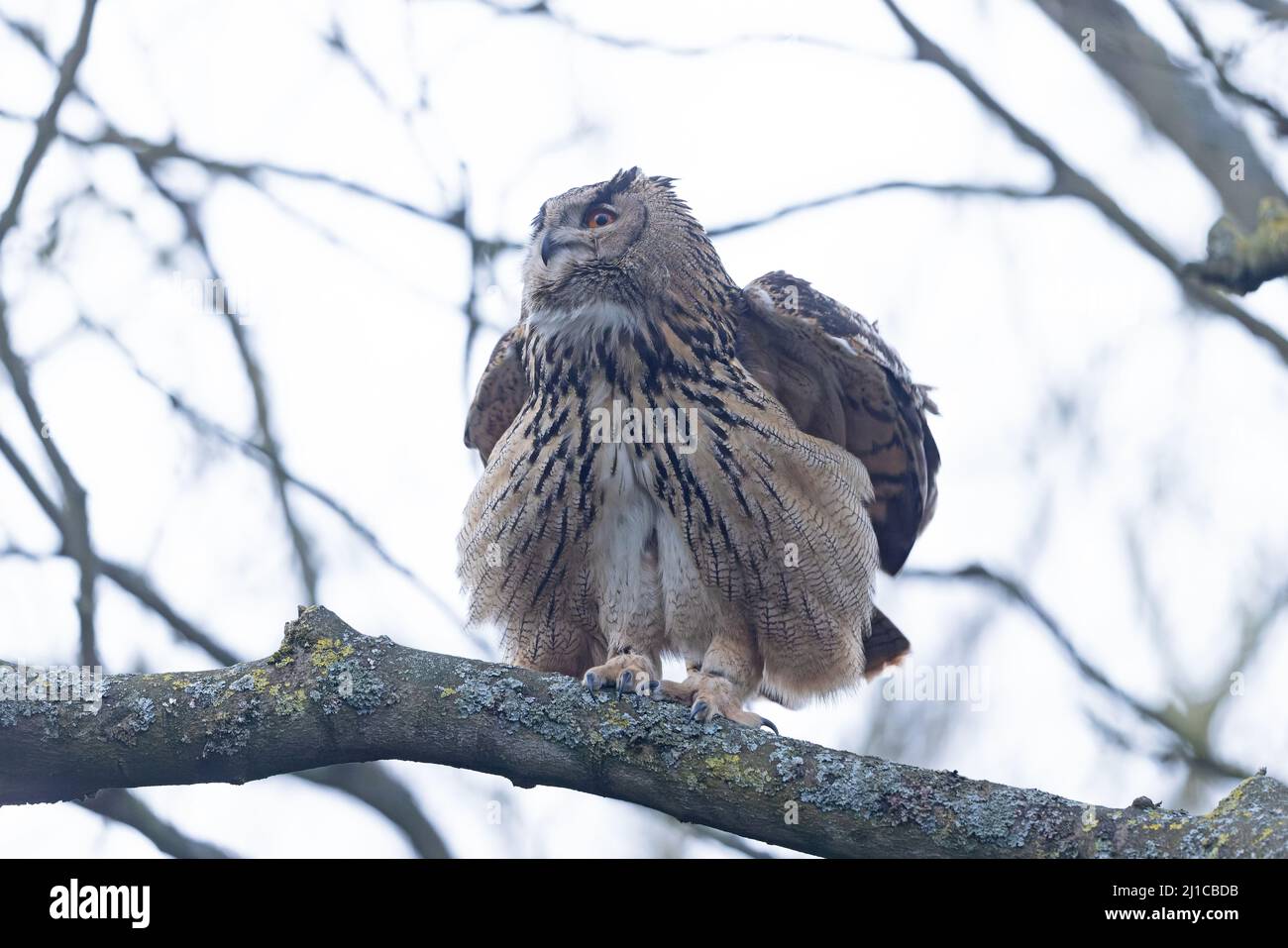 Eurasian Eagle-Owl (Bubo bubo) escaped Ormesby St Margaret Norfolk GB UK March 2022 Stock Photo