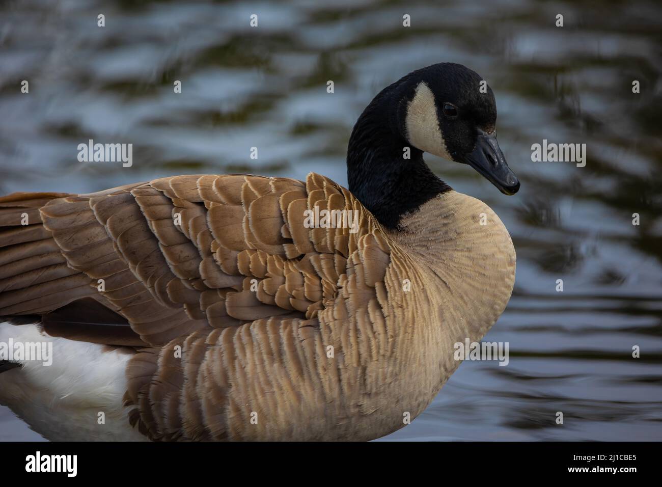 Watery background hi-res stock photography and images - Alamy