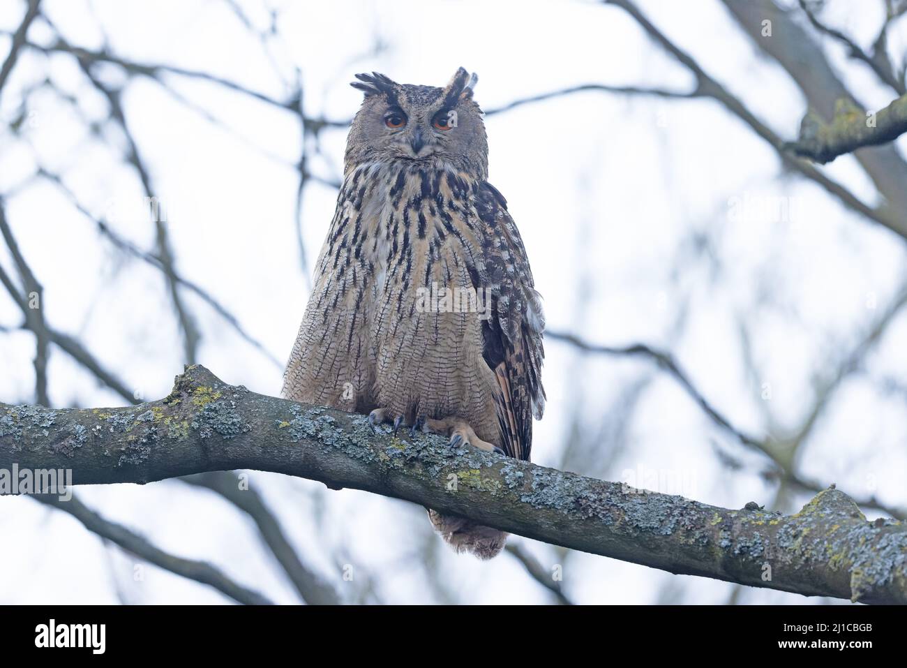 Eurasian Eagle-Owl (Bubo bubo) escaped Ormesby St Margaret Norfolk GB UK March 2022 Stock Photo