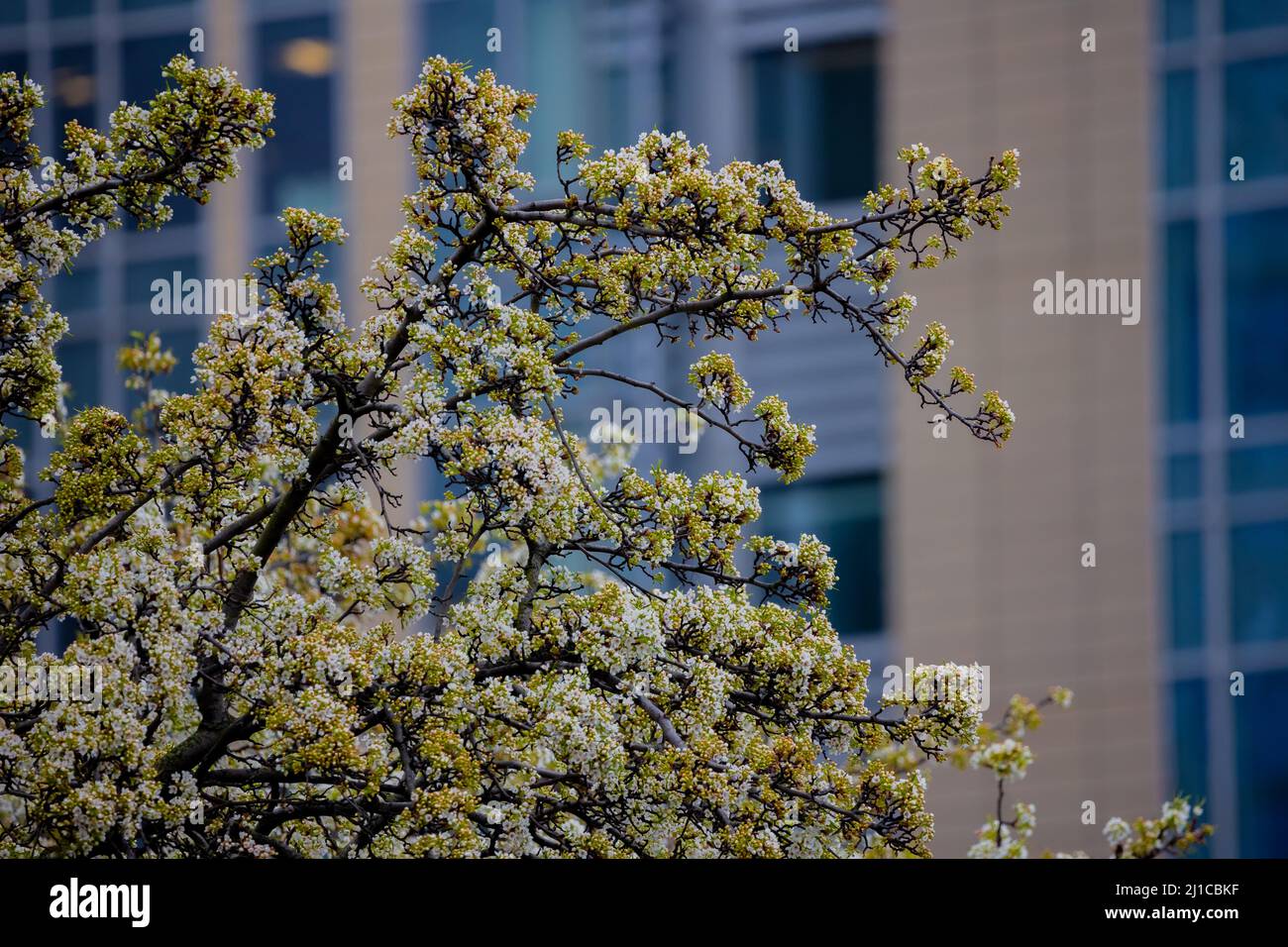 A green white and yellow tree with beautiful flowers in front of a city background. Stock Photo