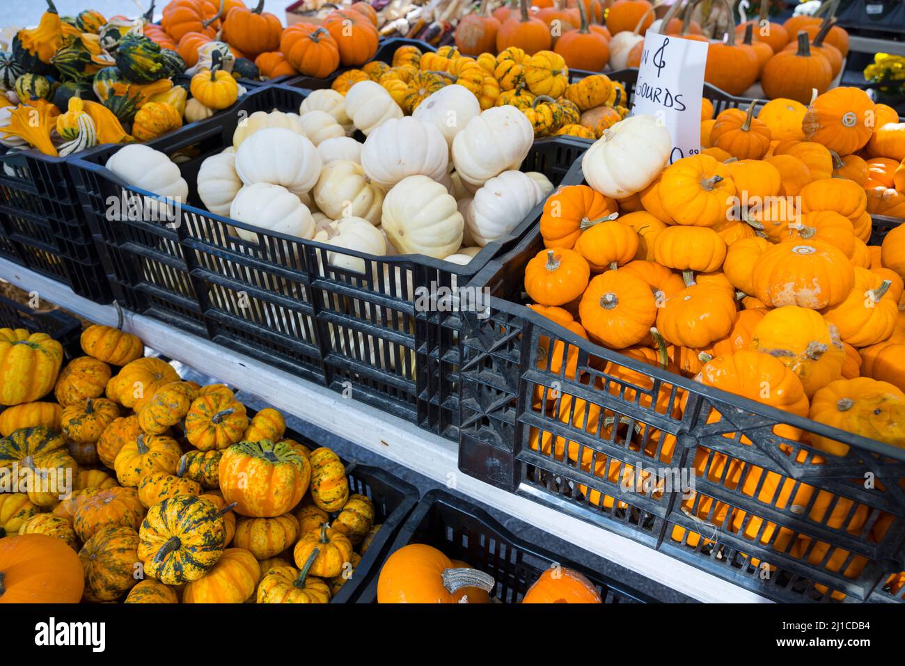 Halloween pumpkins are displayed for sale at Union Square NYC Stock Photo