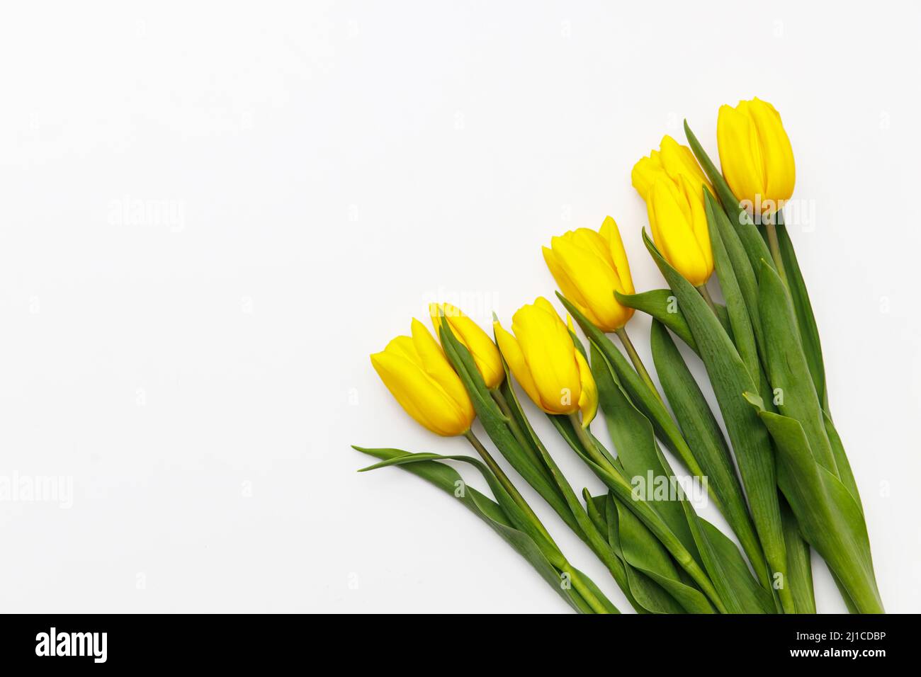 layout of yellow tulips on a white background Stock Photo - Alamy