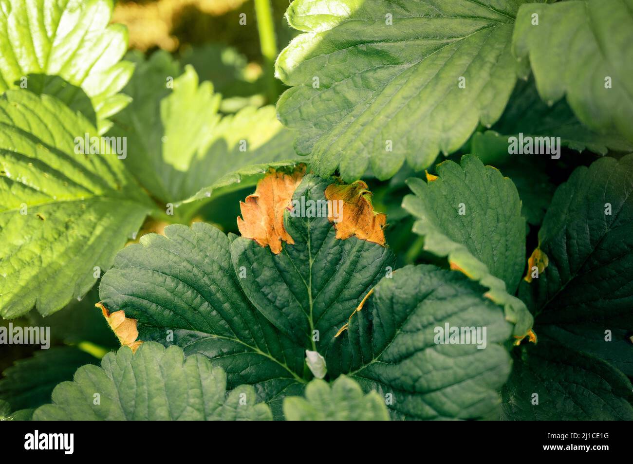 Strawberry leaf spot is a widespread fungal disease caused by the fungus Mycosphaerella fragariae. Symptoms on the foliage of garden strawberries. Stock Photo