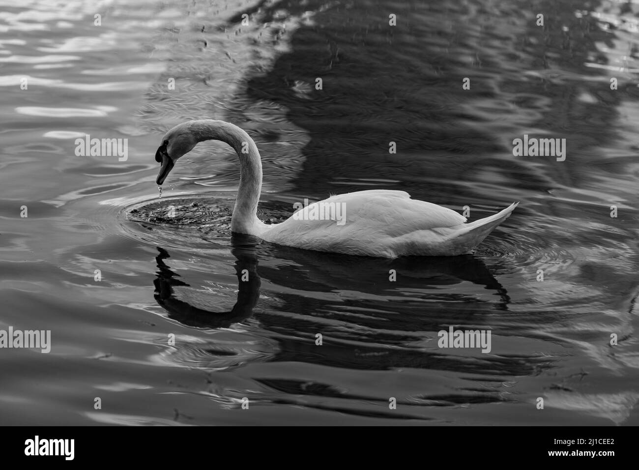 A grayscale shot of a swan swimming in a lake Stock Photo