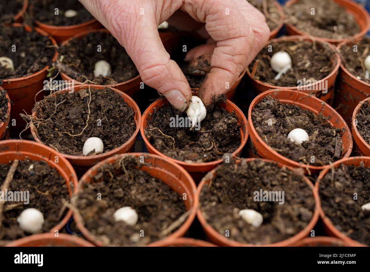 Welsh pea seeds being planted in plant pots Stock Photo