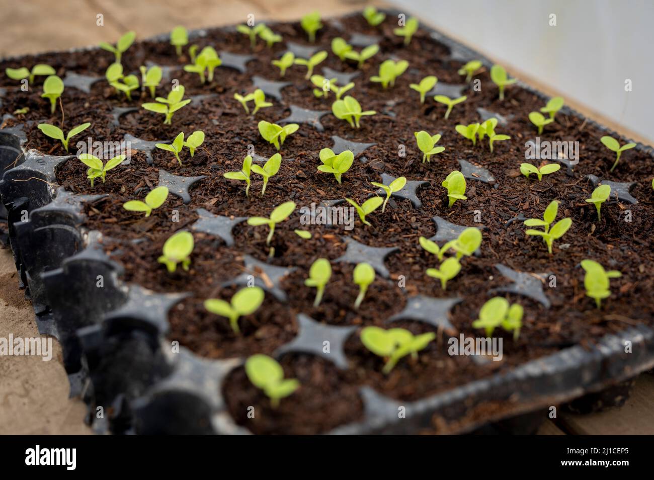Lettuce seedlings growing in a plastic seed tray on a wooden bench. Stock Photo