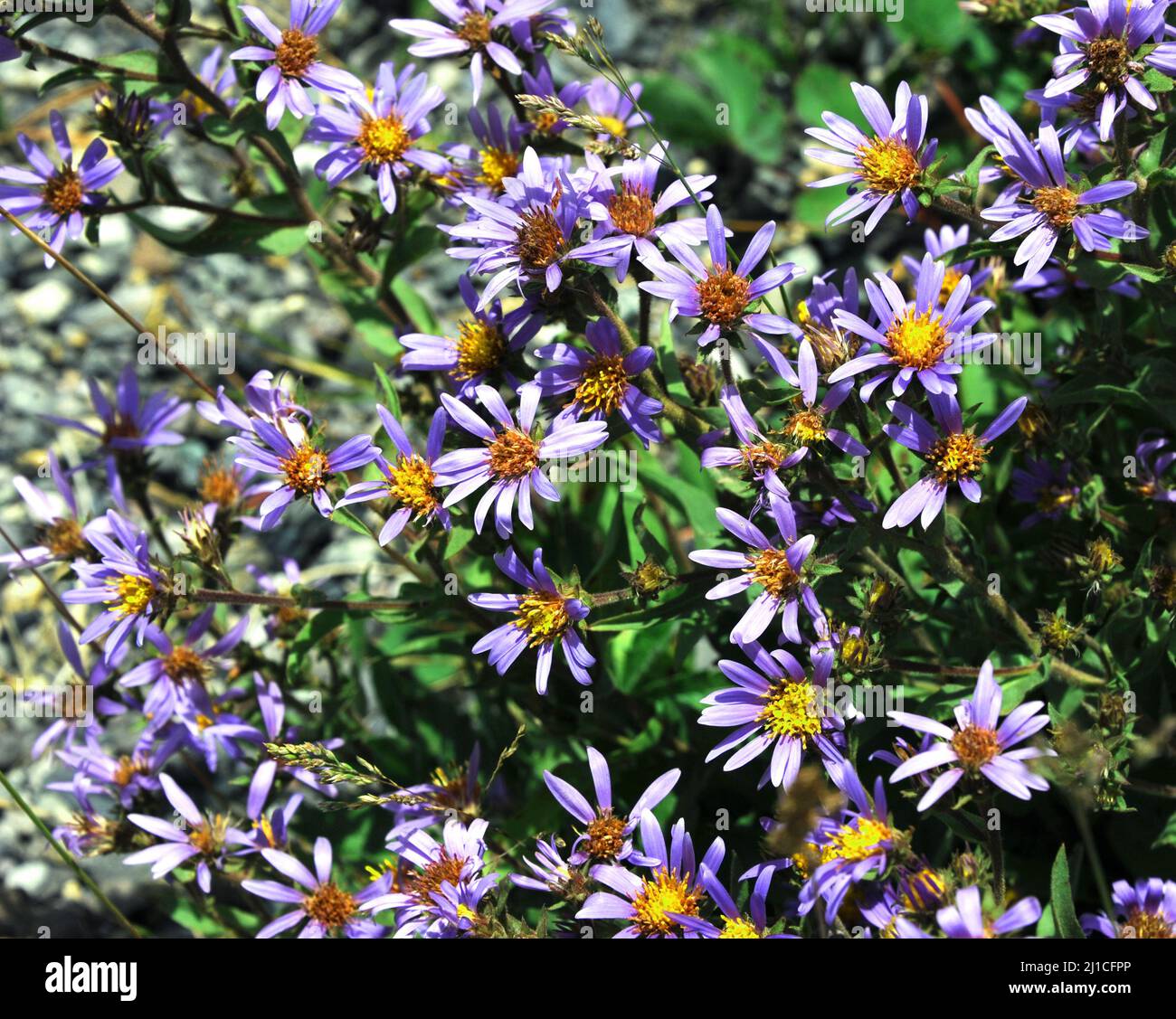 Purple flowers bloom in clusters. Each flower has yellow center Stock
