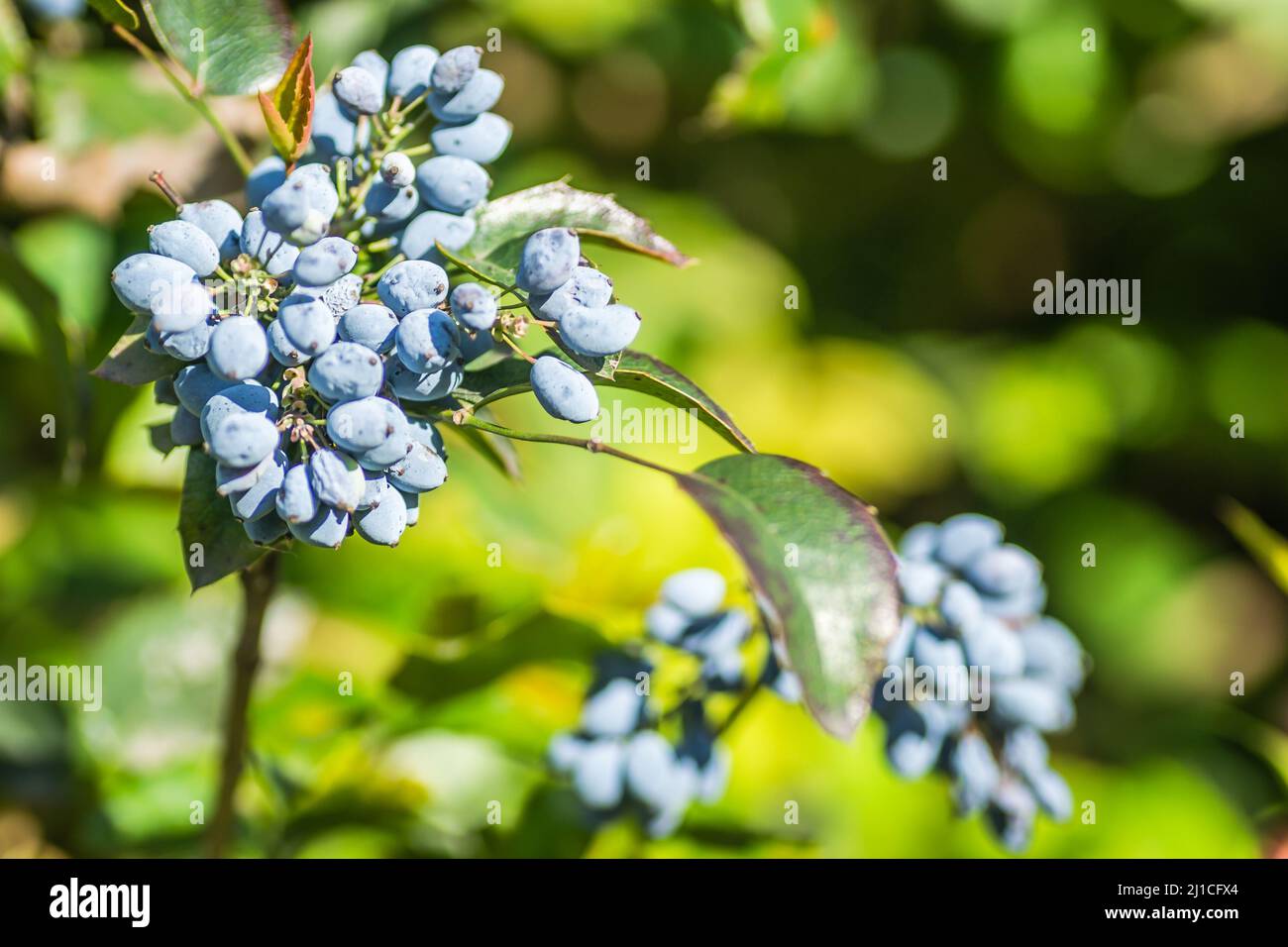 Holly Golden King - Latin name - Ilex × meserveae Blue Angel Stock Photo