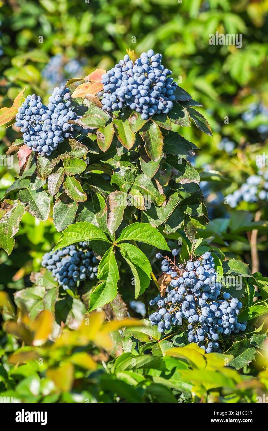 Holly Golden King - Latin name - Ilex × meserveae Blue Angel Stock Photo